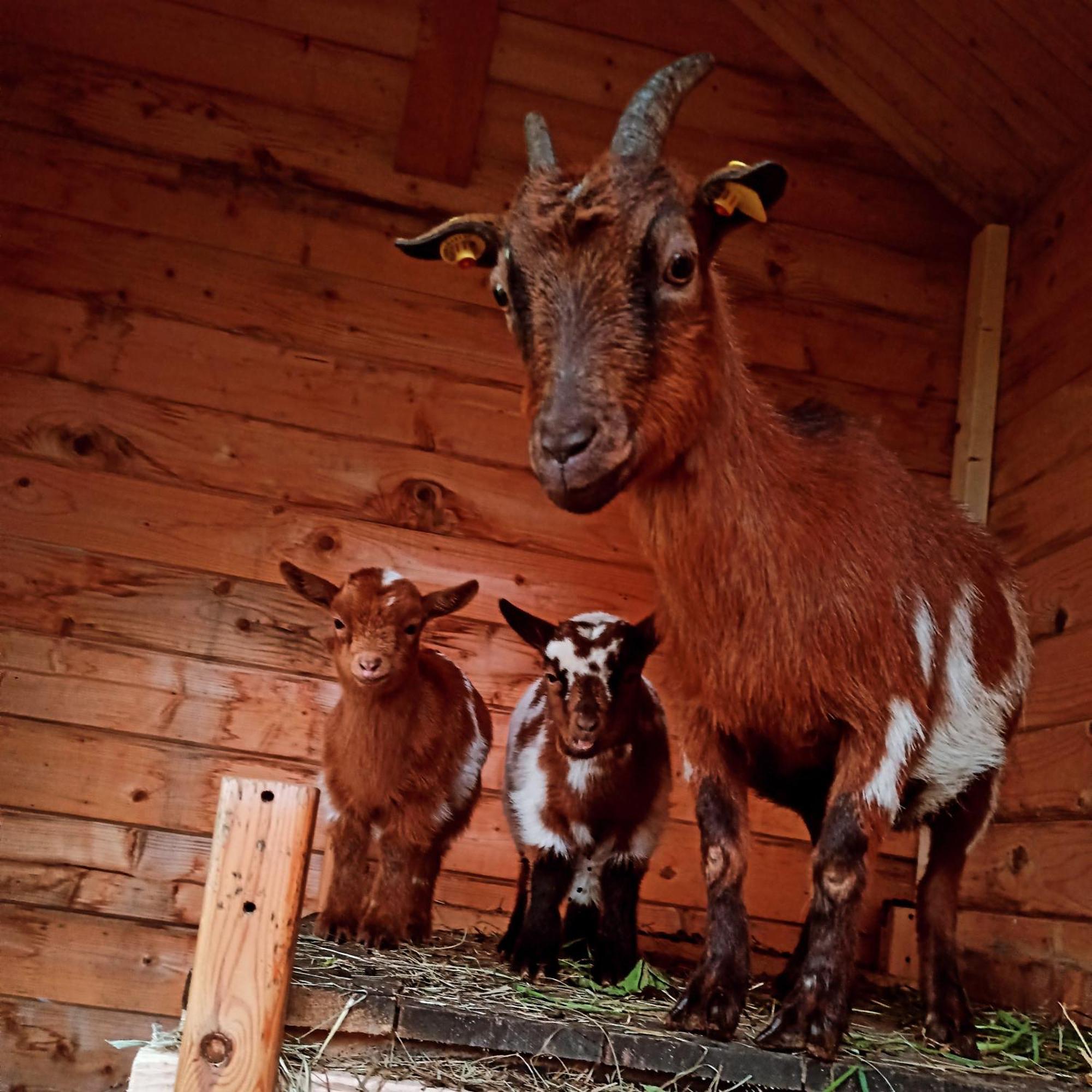 Ferienwohnung Brentenholz Sankt Georgen im Schwarzwald Exteriér fotografie
